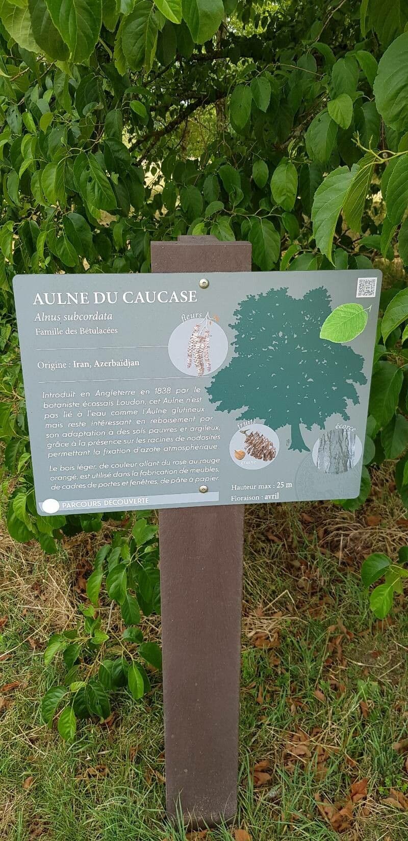 Caucasian alder 22