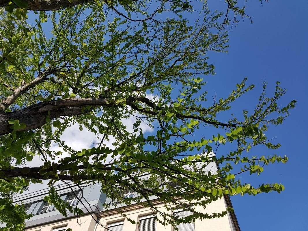 Katsura tree 28