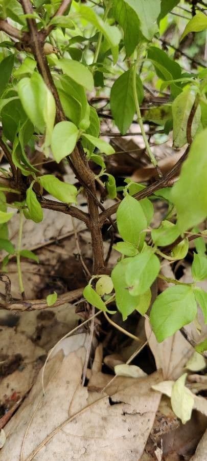 Basil 21