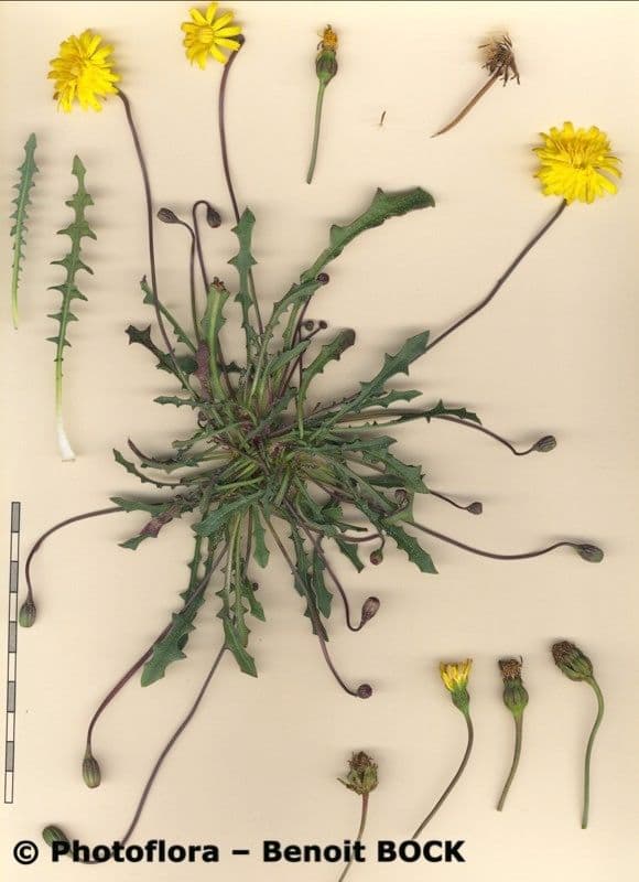 Hairy hawkbit 21