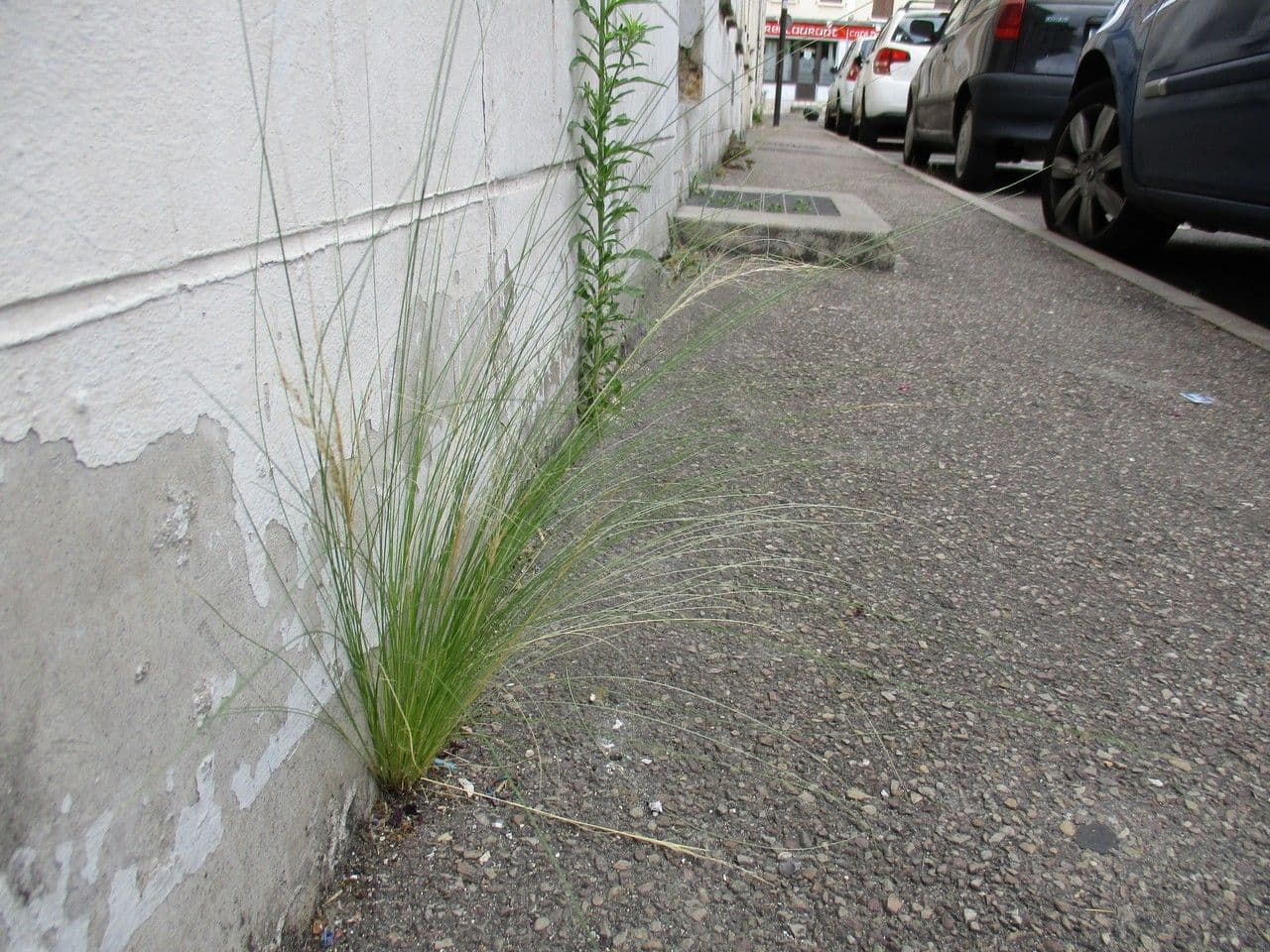 Dwarf feather grass 15