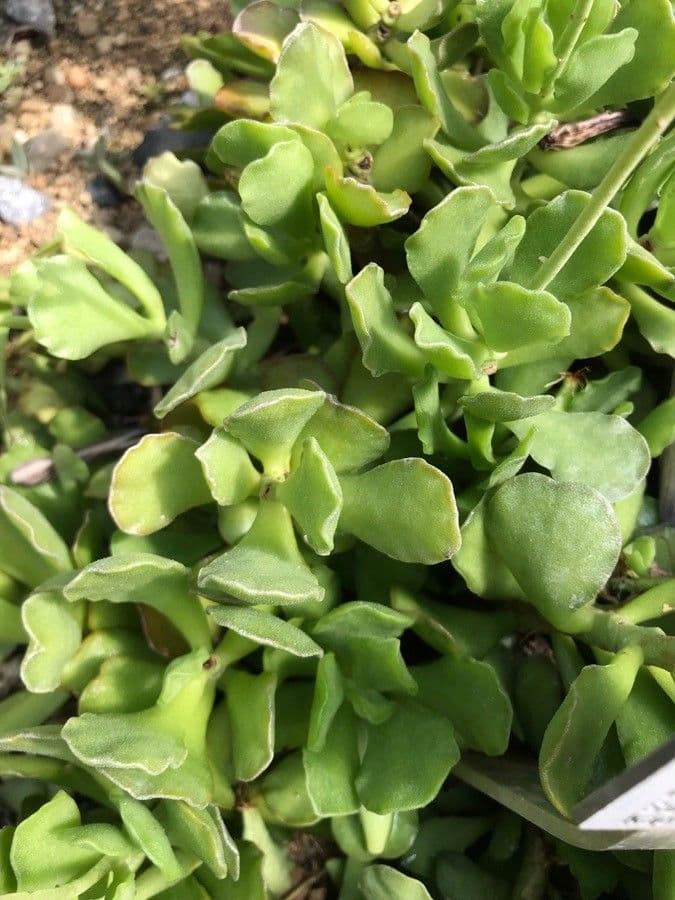 Crassula
