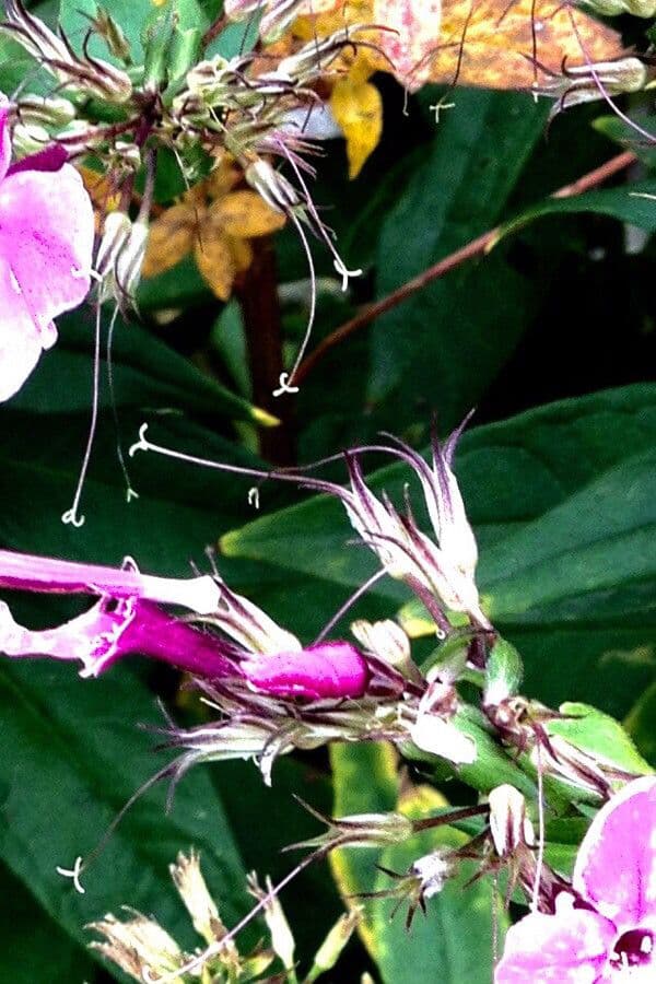 Garden phlox
