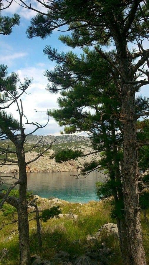 Northern pitch pine 14