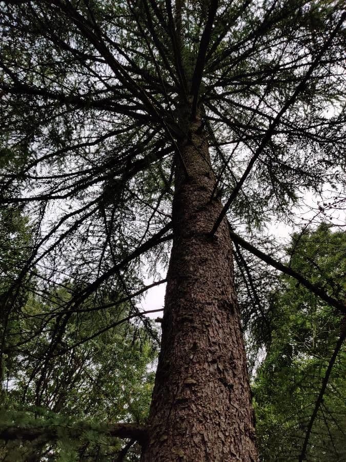 Cedar of lebanon 25