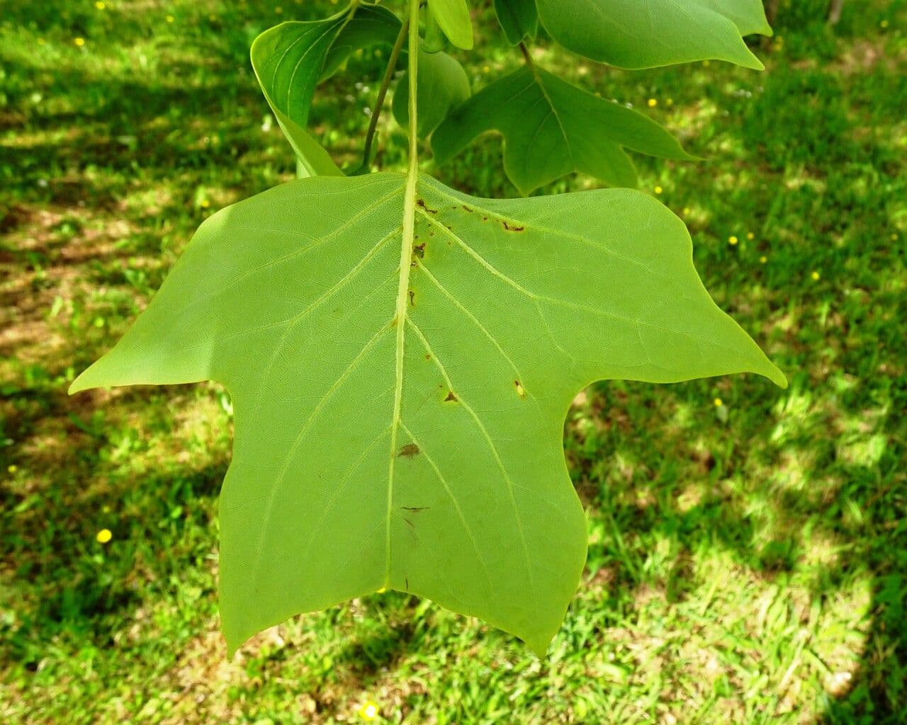 Tulip-poplar 16