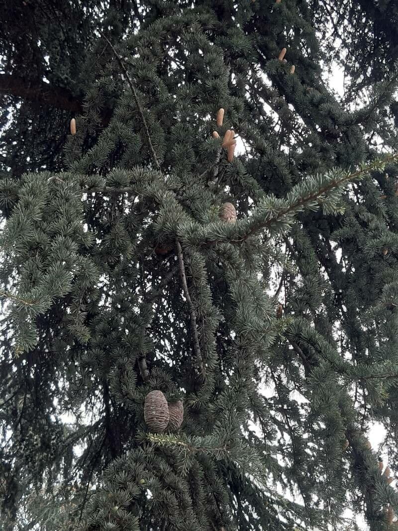 Cedar of lebanon 26