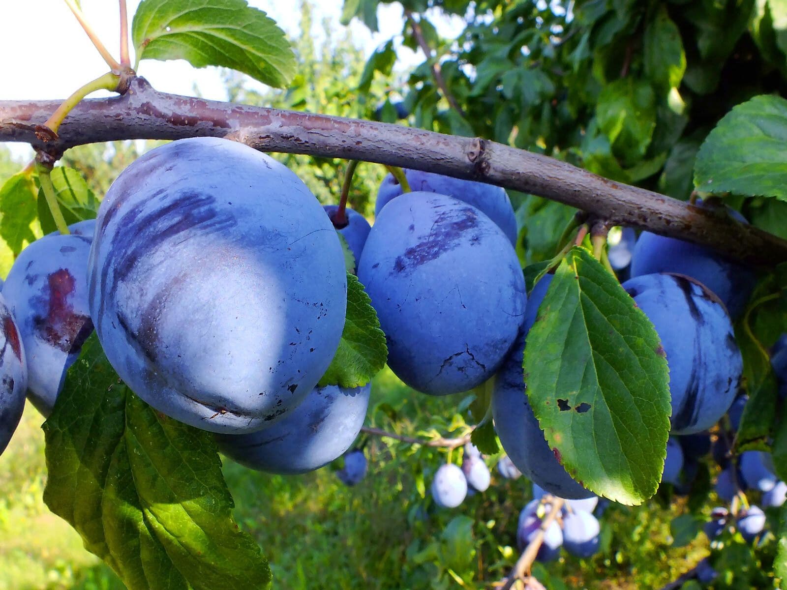 Damson Plum 2