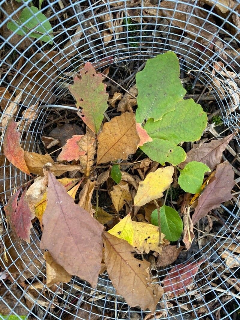 Swamp white oak 13