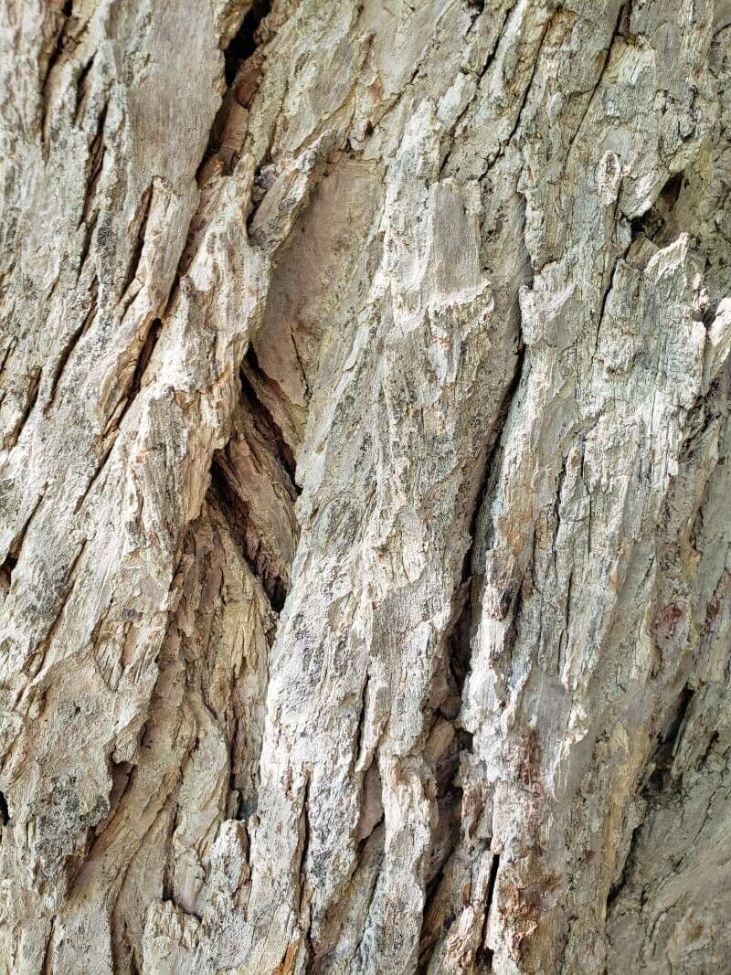 Katsura tree 23