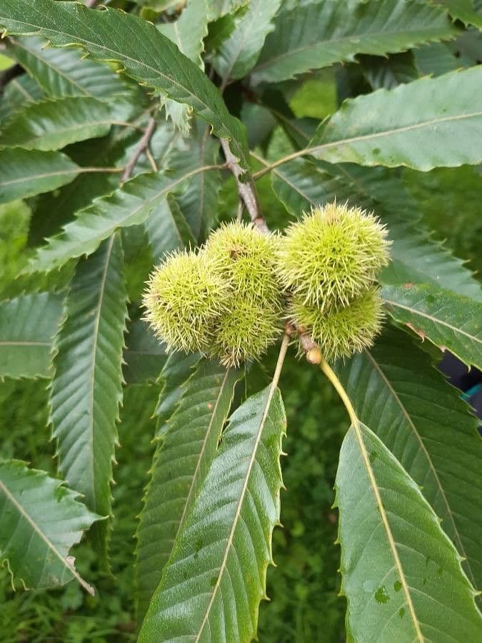 Japanese chestnut 4
