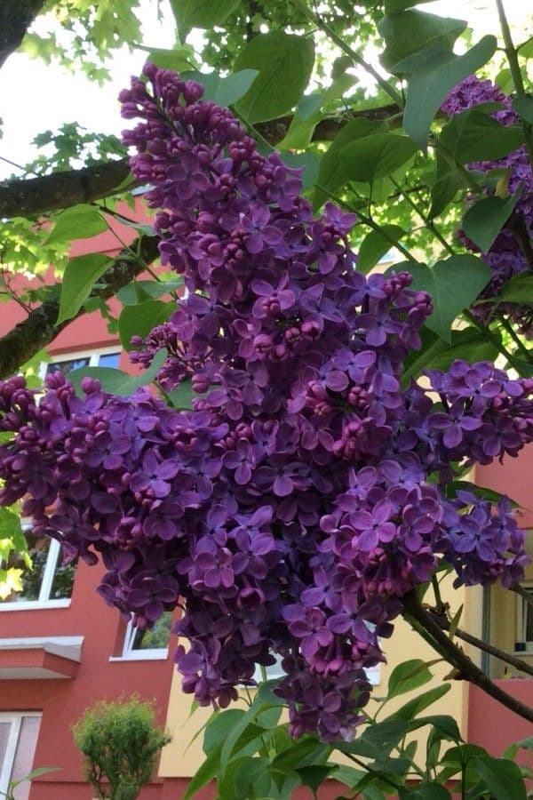 Common lilac 10