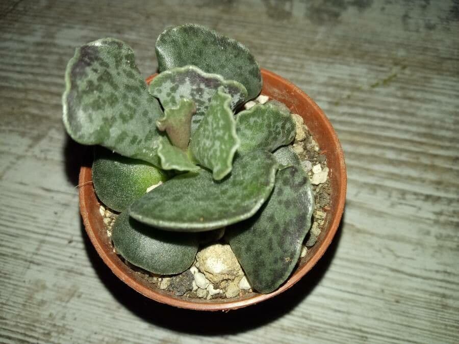 Adromischus 12