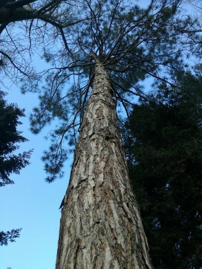 Australian pine 15