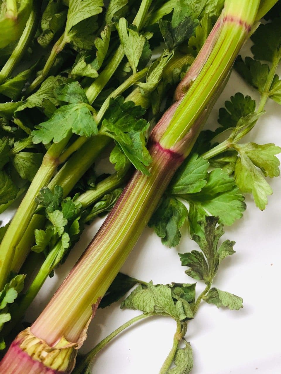 Celery 23