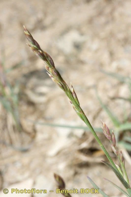 Glaucous Meadow-grass 22