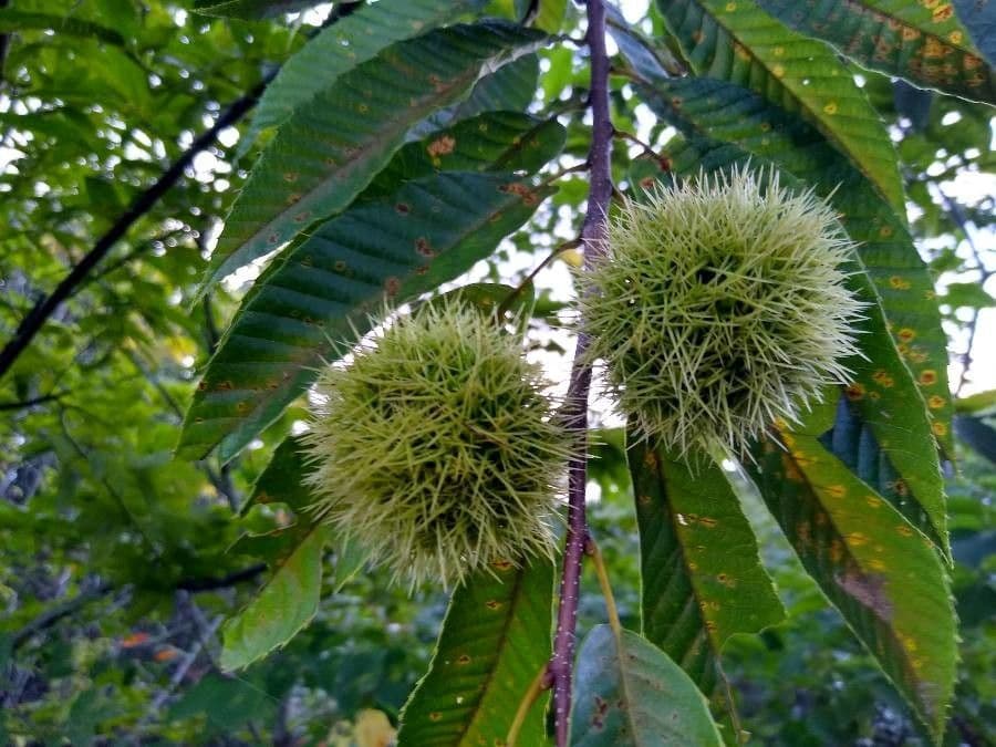 Japanese chestnut 3