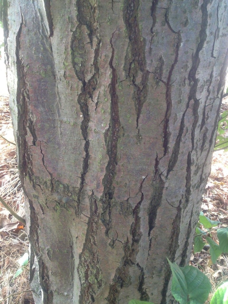 Caucasian alder 20