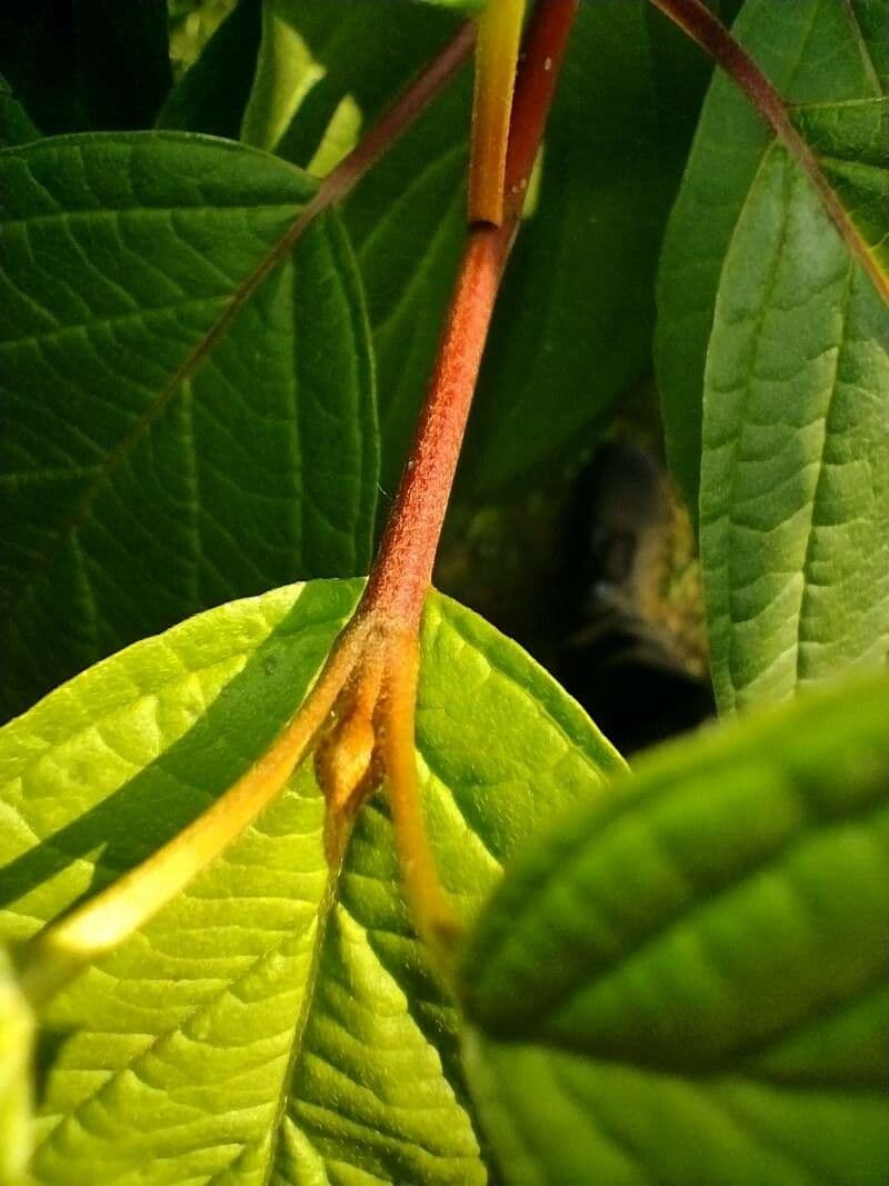 Red-osier dogwood 27