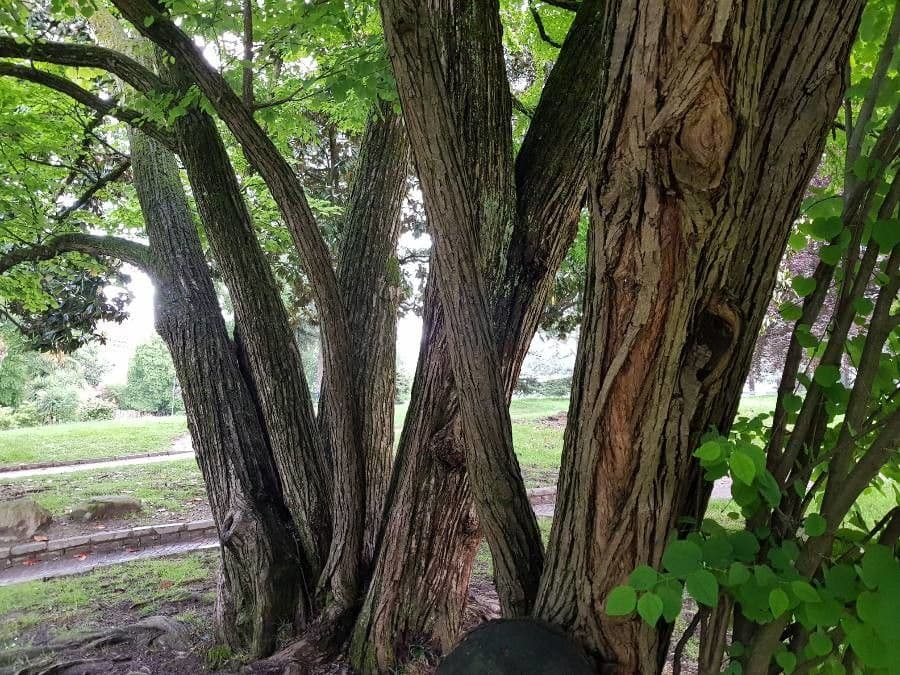Katsura tree 24