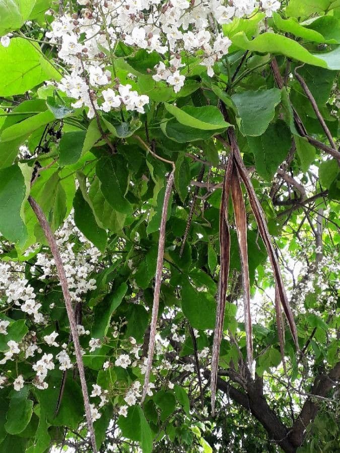 Indian-bean 5