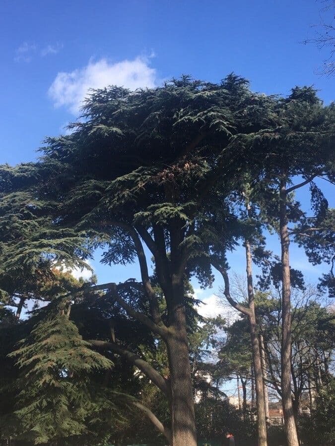 Cedar of lebanon 17