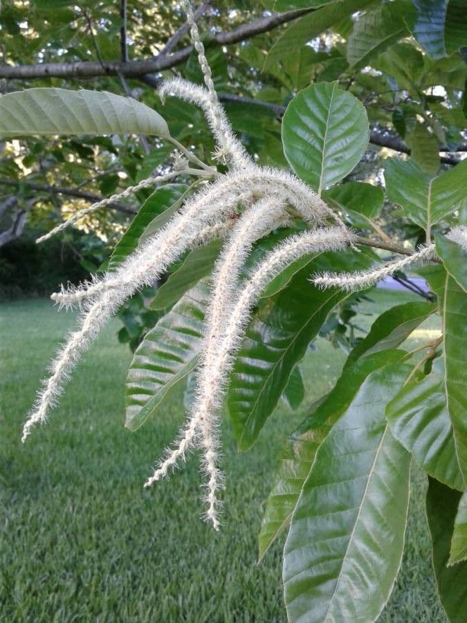 Japanese chestnut 8