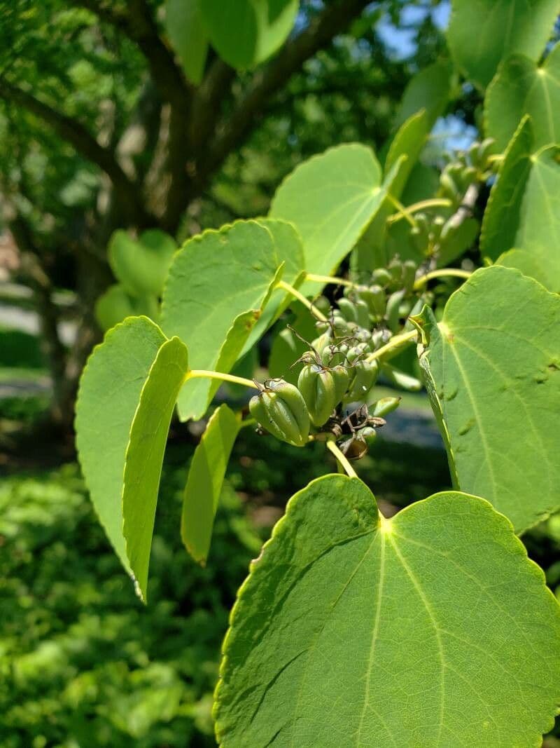 Katsura tree 5