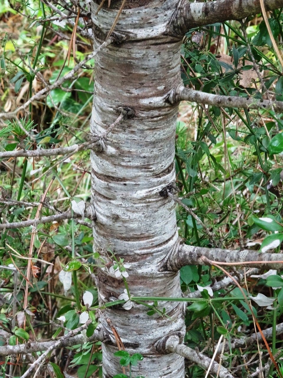 Cedar of lebanon 21