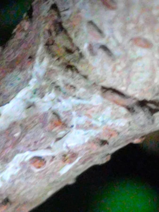 Laurustinus 23