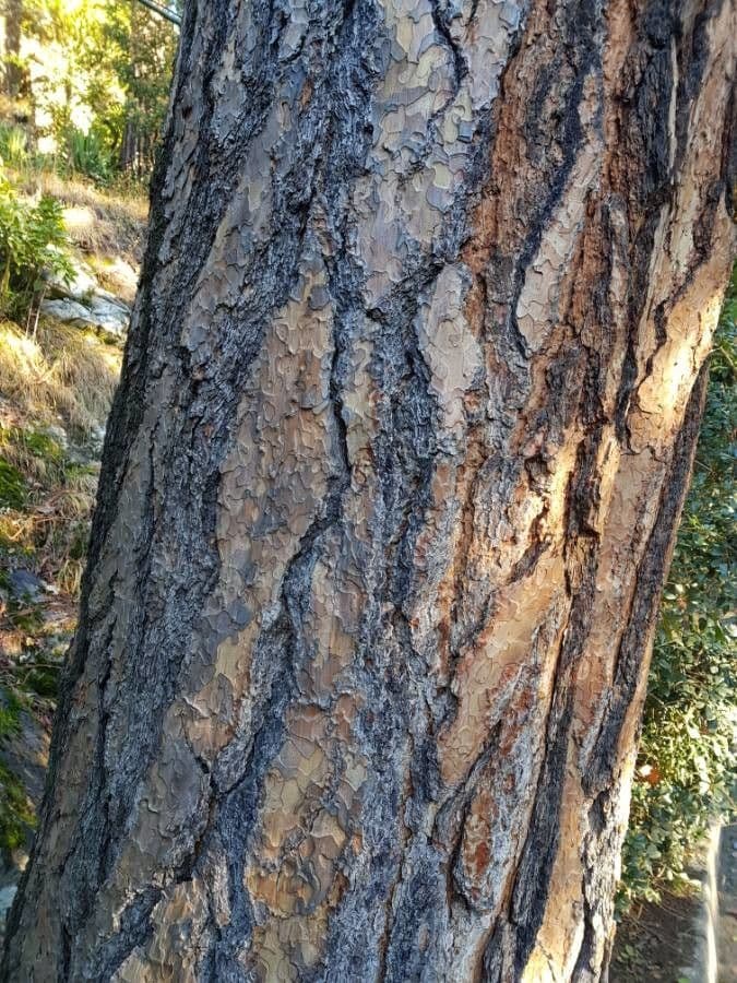 Northern pitch pine 24