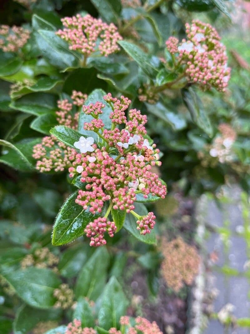 Laurustinus 29