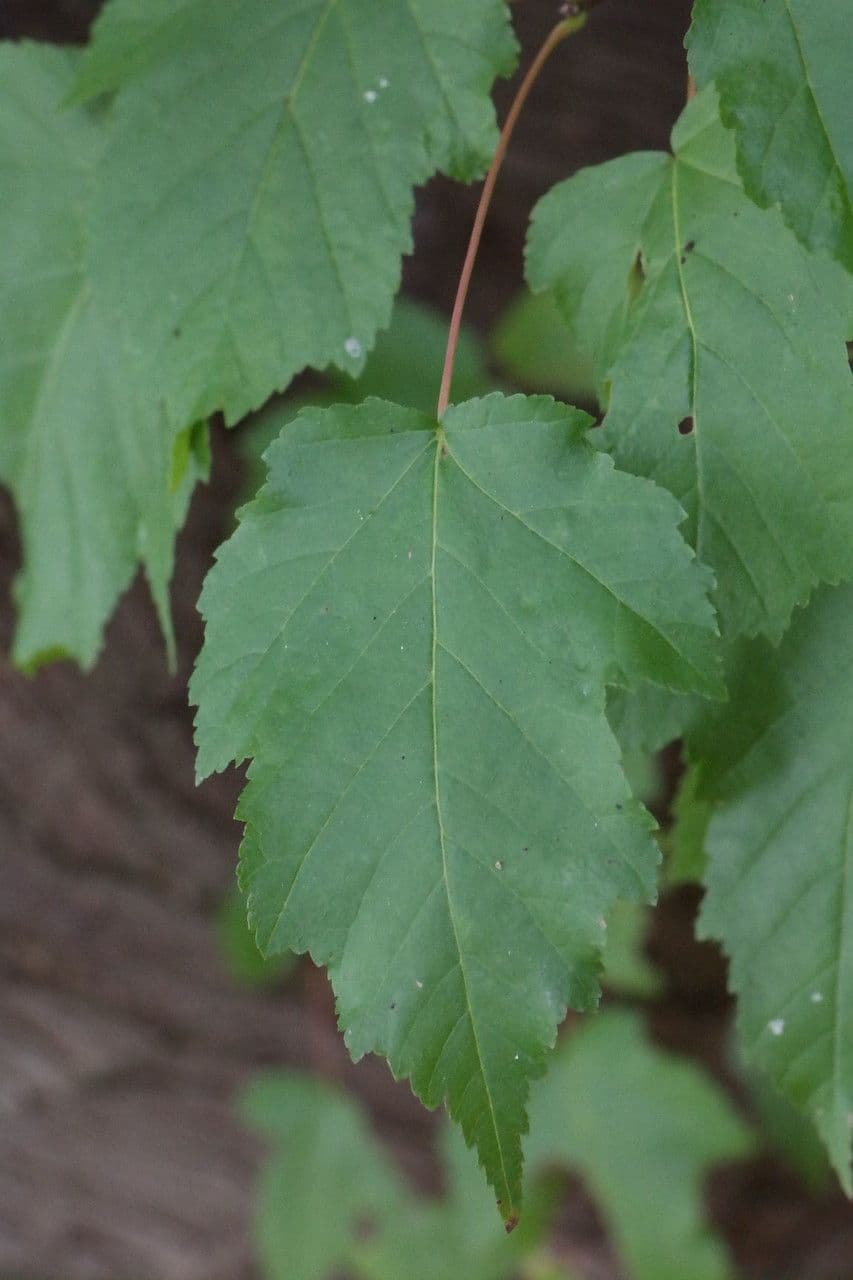 Tartar maple 16