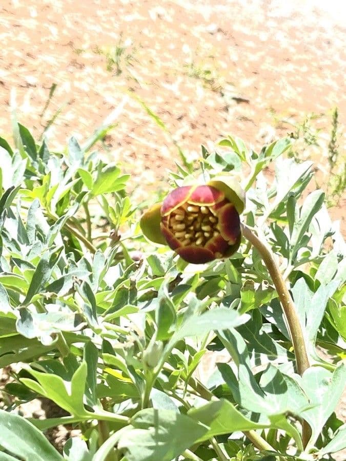 California peony 9