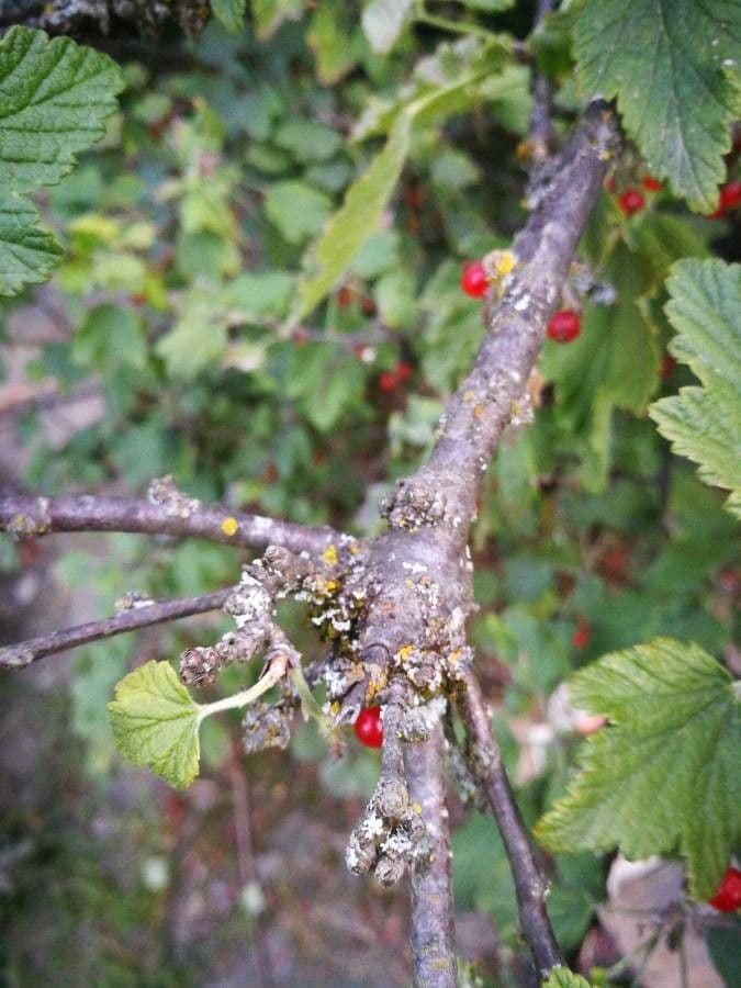Garden currant 25