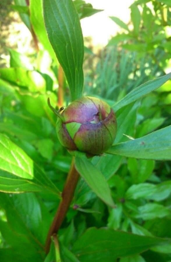 Common peony 18
