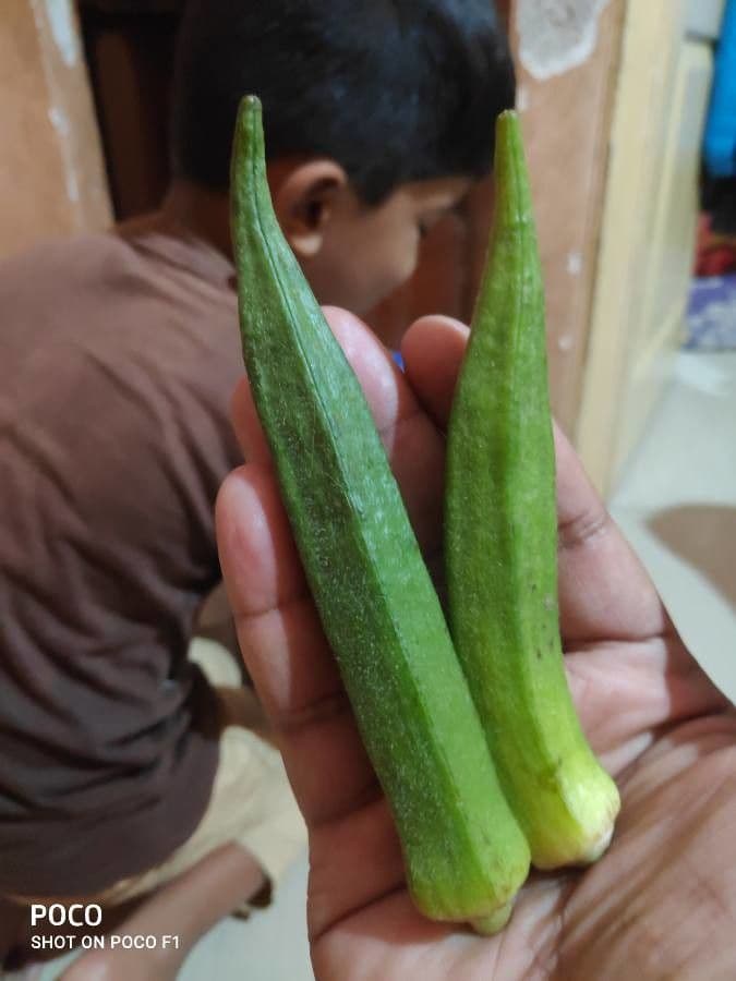 Okra 23