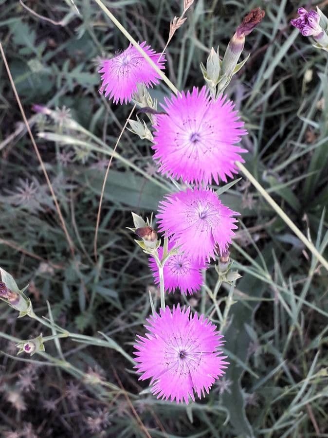 Carthusian pink 8