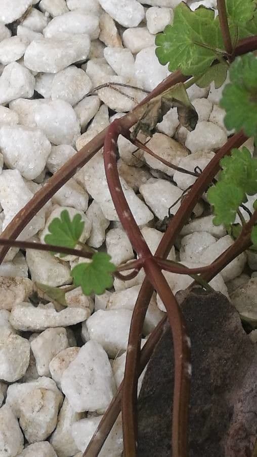 Henbit 23