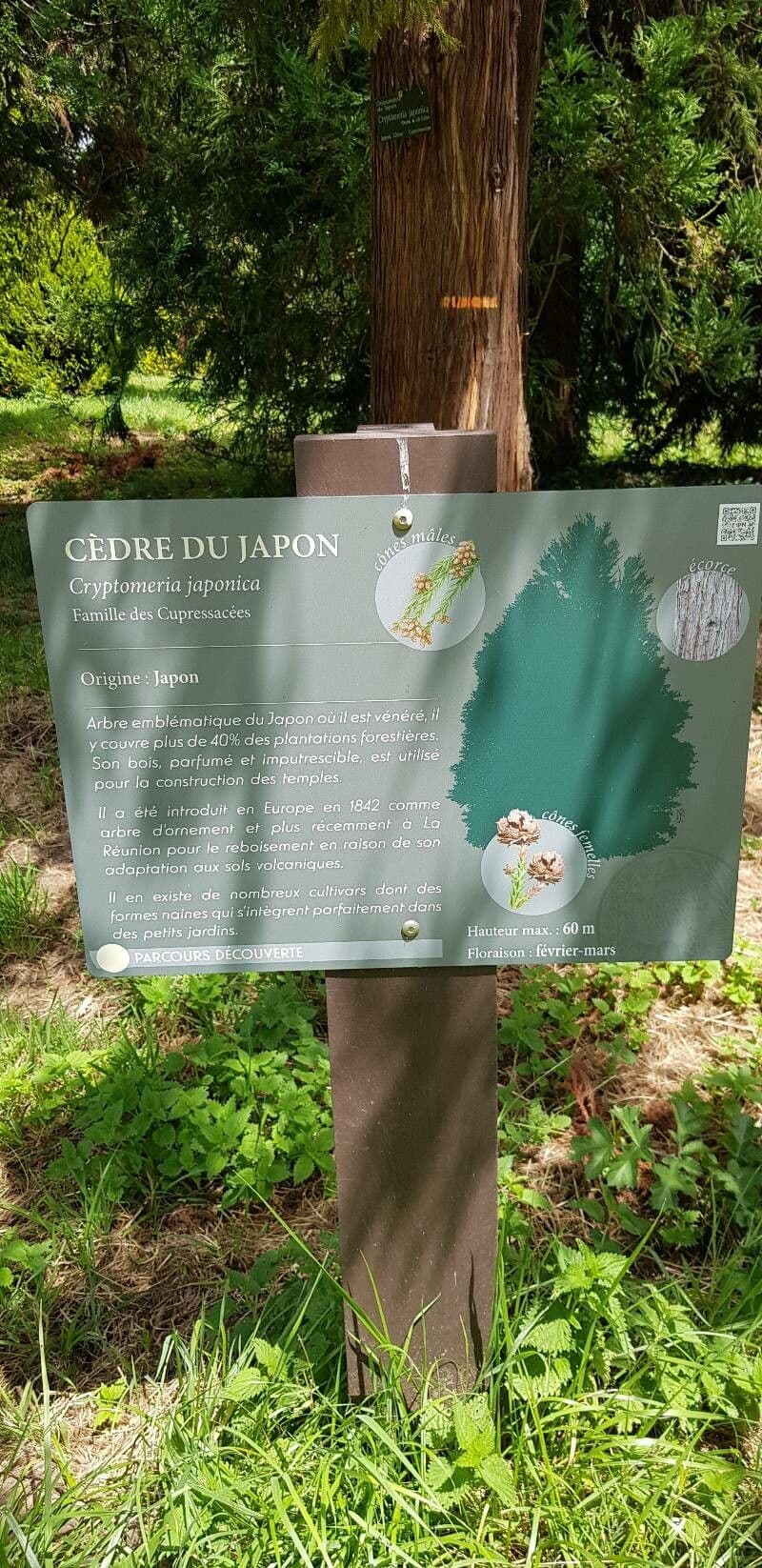 Japanese red-cedar 28