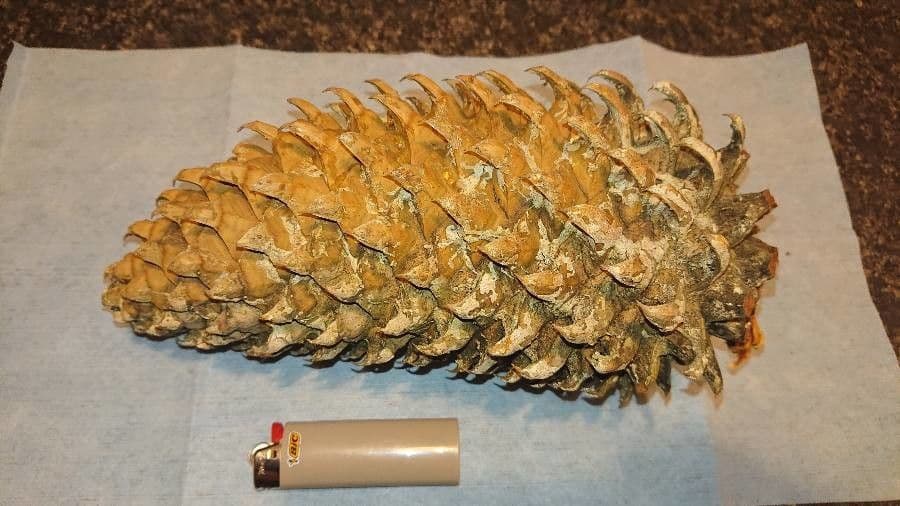 Bigcone pine