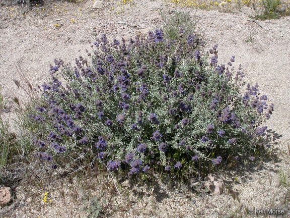 Purple sage 7