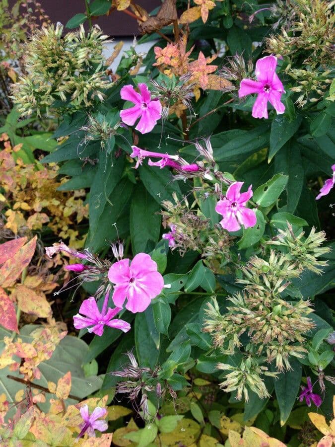 Garden phlox 15