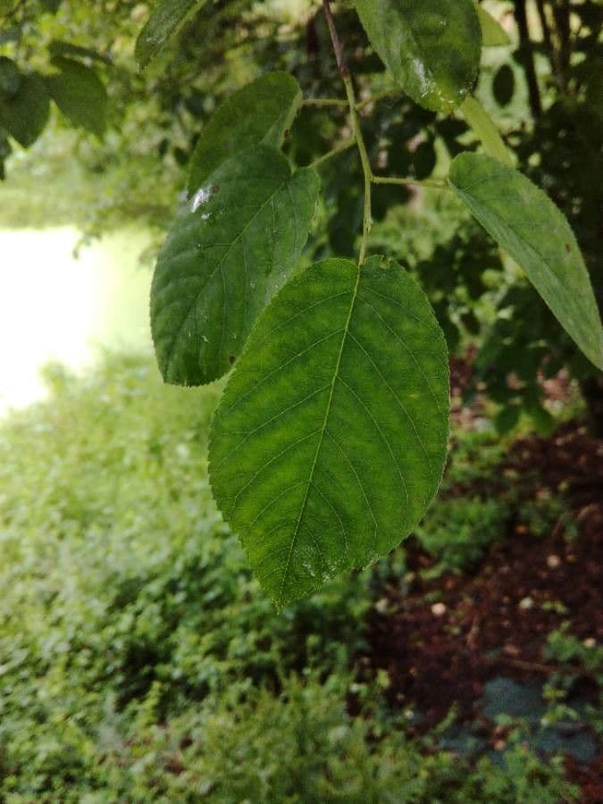 Caucasian alder 14