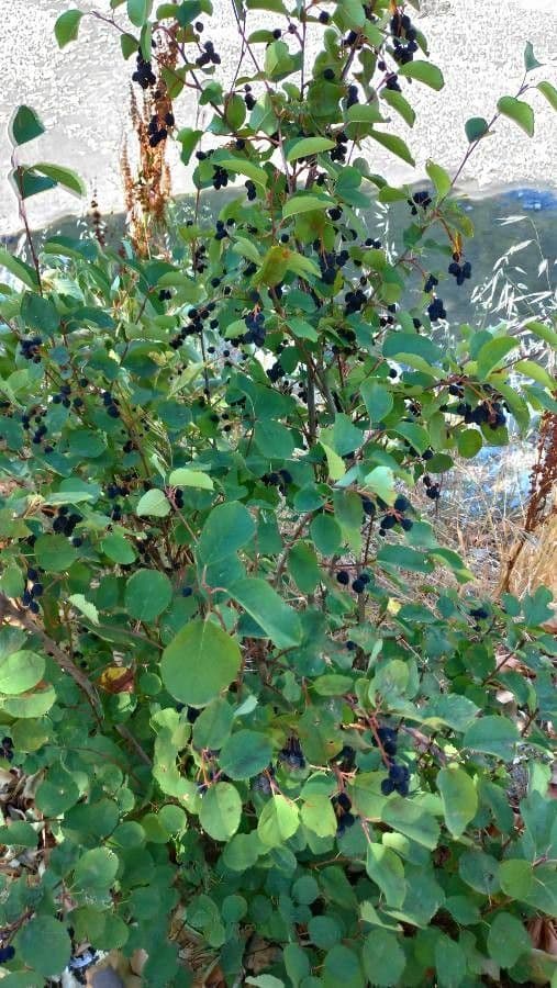 Pacific serviceberry 11