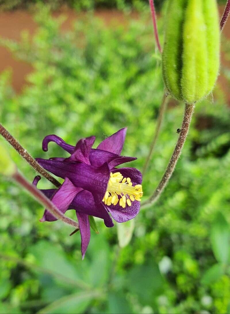 European columbine 2