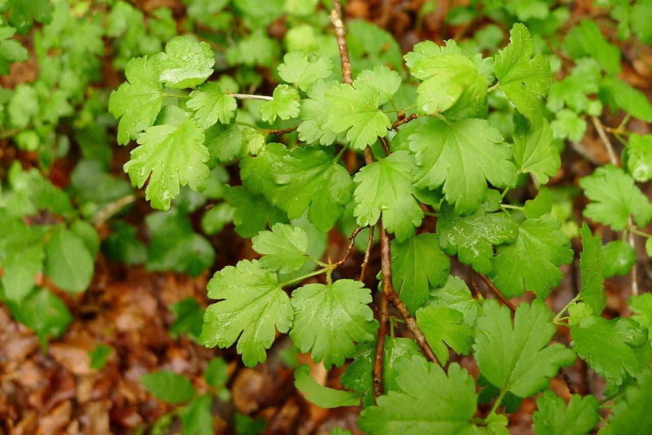 Alpine currant 23