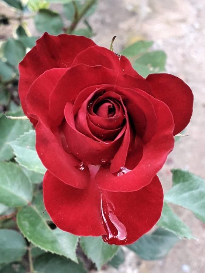 Bengal rose 6