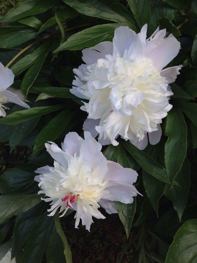 Common peony 6