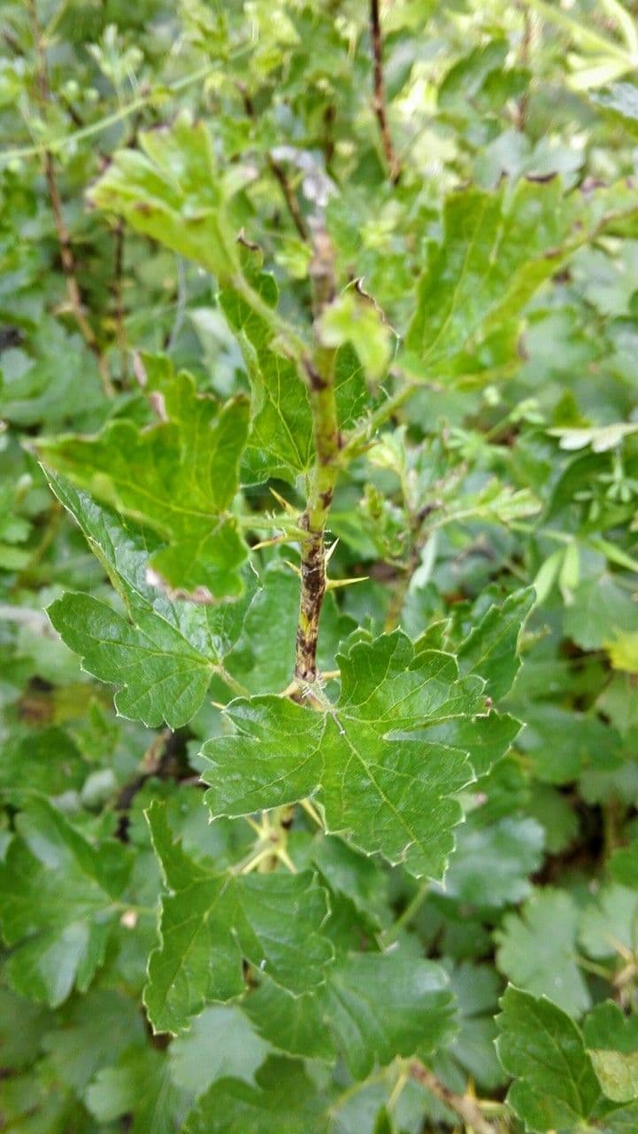 European Gooseberry 6